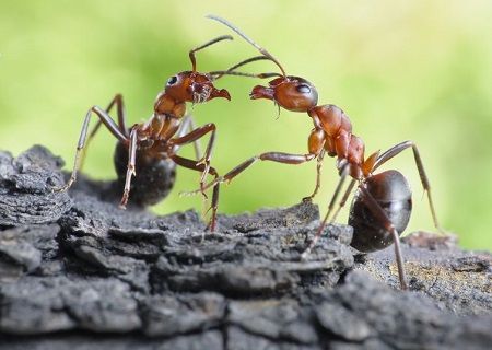 Ad:  Karnca3.JPG
Gsterim: 1573
Boyut:  27.7 KB