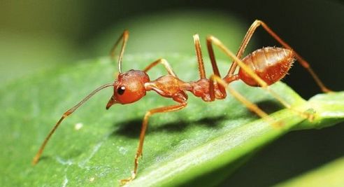 Ad:  Karnca.1.JPG
Gsterim: 2128
Boyut:  20.0 KB