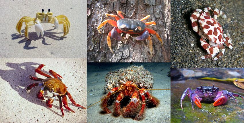 Ad: Yengeç (Decapoda)2.jpg
Gösterim: 1477
Boyut: 109.5 KB