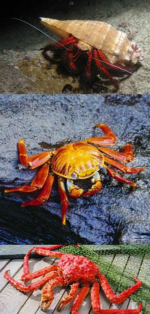 Ad: Yengeç (Decapoda)3.jpg
Gösterim: 1050
Boyut: 65.0 KB