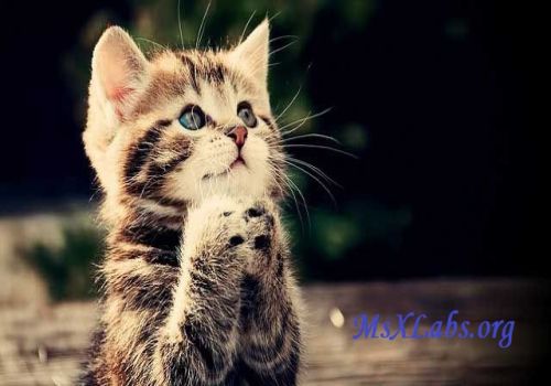 Ad: kedi-3.jpg
Gösterim: 906
Boyut: 29.2 KB Ad: kedi-3.jpg
Gösterim: 906
Boyut: 29.2 KB