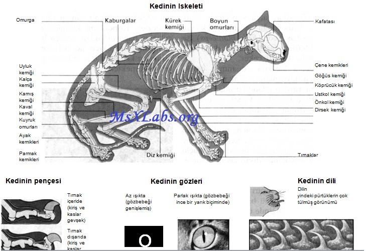 Ad:  kedi iskeleti.jpg
Gsterim: 1799
Boyut:  116.2 KB