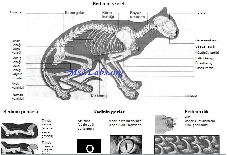Ad: kedi iskeleti.jpg
Gösterim: 1898
Boyut: 116.2 KB Ad: kedi iskeleti.jpg
Gösterim: 1898
Boyut: 116.2 KB
