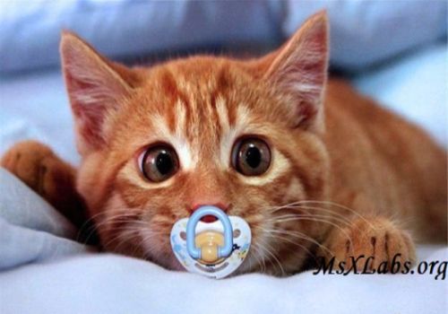 Ad: kedi.jpg
Gösterim: 805
Boyut: 27.0 KB Ad: kedi.jpg
Gösterim: 805
Boyut: 27.0 KB