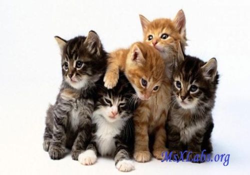 Ad: kedi-2.jpg
Gösterim: 865
Boyut: 24.6 KB Ad: kedi-2.jpg
Gösterim: 865
Boyut: 24.6 KB