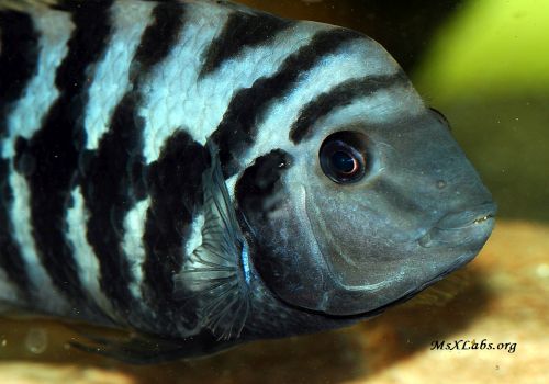 Ad:  Zebra bal.JPG
Gsterim: 524
Boyut:  42.2 KB