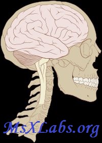 Ad:  Beyin.jpg
Gsterim: 2701
Boyut:  22.5 KB