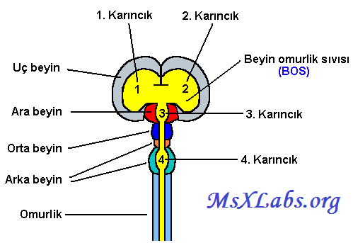 Ad:  Beyin Karncklar.PNG
Gsterim: 4037
Boyut:  10.7 KB