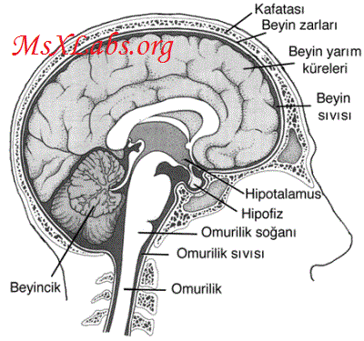 Ad:  beyin zarlar.gif
Gsterim: 1230
Boyut:  40.0 KB