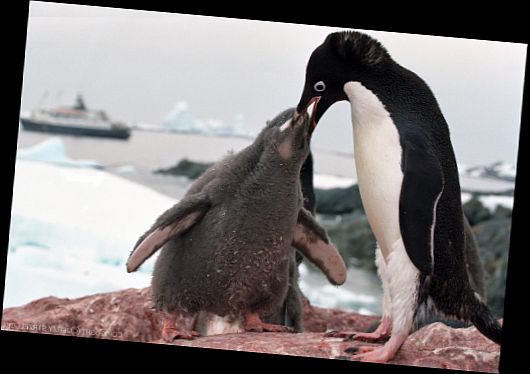 63972d1494171974 penguen sphenisciformes 1