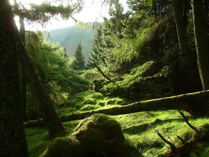 Ad:  Woodland_Greens.jpg
Gsterim: 454
Boyut:  101.6 KB