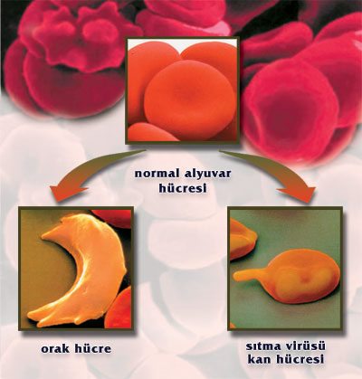 Ad:  blood-cells04.4.jpg
Gsterim: 1475
Boyut:  37.9 KB