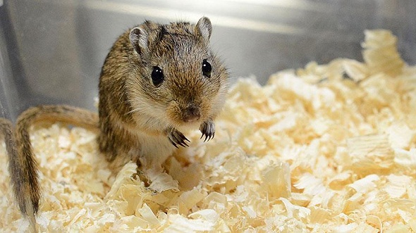 Ad:  thumbs_b_c_568226e22f74288a943bc10291b81401.jpg
Gsterim: 422
Boyut:  81.0 KB