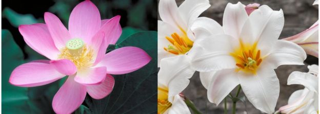 Ad: _97142663_flower_double.jpg
Gösterim: 2428
Boyut: 22.7 KB