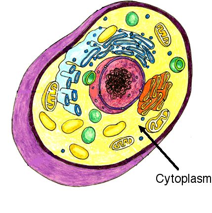 Ad: cytoplasm.jpeg
Gösterim: 1662
Boyut: 48.3 KB