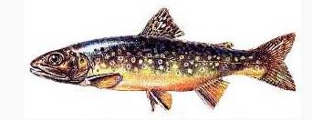 Ad:  1.JPG
Gsterim: 582
Boyut:  18.3 KB