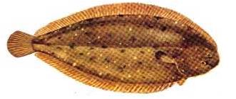 Ad:  9.JPG
Gsterim: 549
Boyut:  17.3 KB