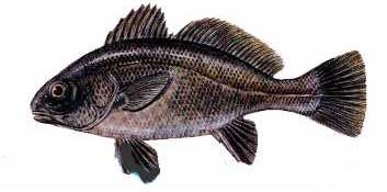 Ad:  13.JPG
Gsterim: 551
Boyut:  20.1 KB