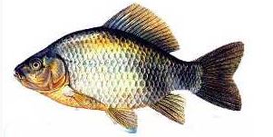 Ad:  7.JPG
Gsterim: 583
Boyut:  18.7 KB