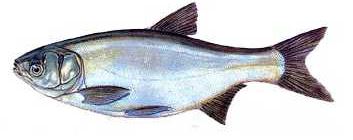 Ad:  8.JPG
Gsterim: 586
Boyut:  16.4 KB