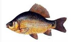 Ad:  12.JPG
Gsterim: 578
Boyut:  14.8 KB