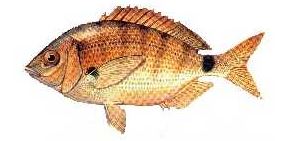 Ad:  18.JPG
Gsterim: 609
Boyut:  16.6 KB