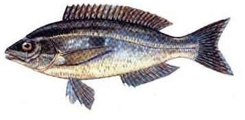 Ad:  21.JPG
Gsterim: 602
Boyut:  19.9 KB