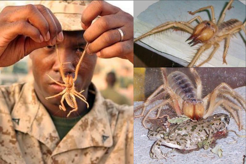 Ad: böğ örümcek.jpg
Gösterim: 6758
Boyut: 70.8 KB