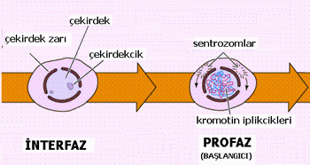 Ad:  8835d1163064388-mitoz-bolunme-mitoz1.gif
Gsterim: 1132
Boyut:  19.1 KB