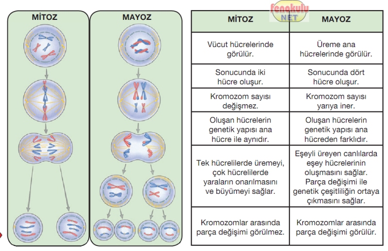 Ad:  mayozbolunme3.jpg
Gsterim: 2925
Boyut:  234.8 KB