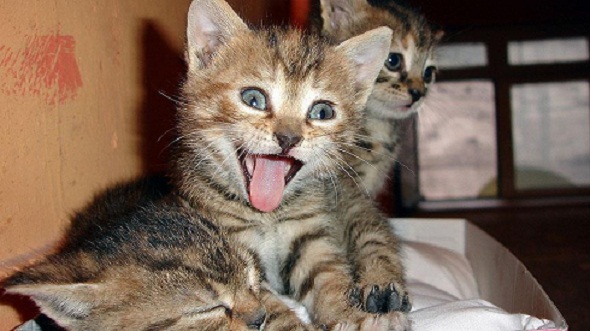 Ad:  thumbs_b_c_bd6a995c26212105dc55590c8304f7f1.jpg
Gsterim: 523
Boyut:  75.8 KB