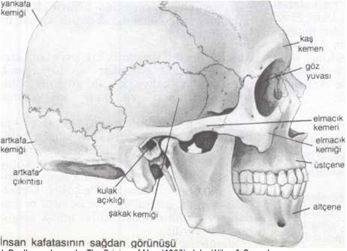Ad:  Kafatas.jpg
Gsterim: 4188
Boyut:  53.5 KB