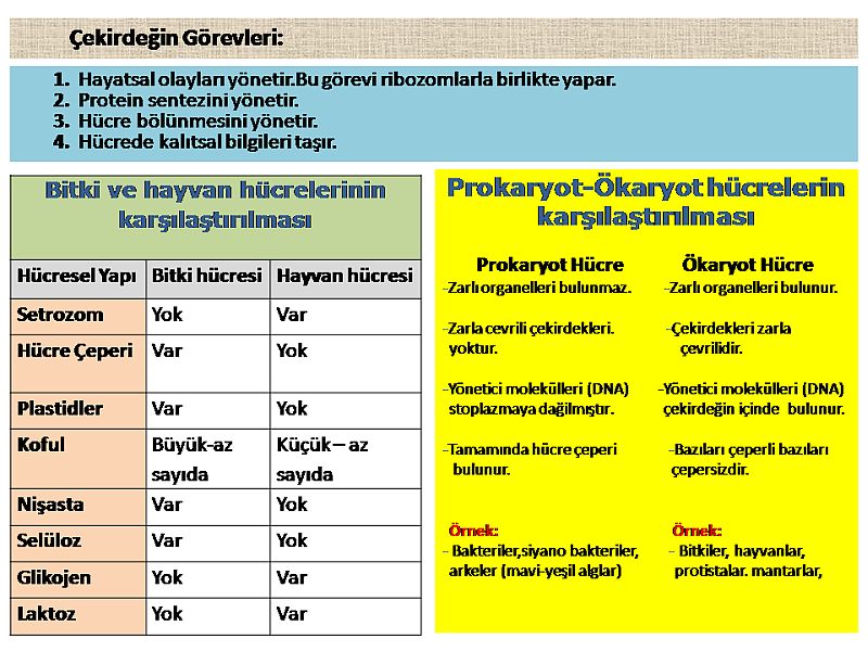 65232d1505074760 hucre nedir hucrenin yapisi ozellikleri ve gorevleri hucre organelleri ve gorevleri 21