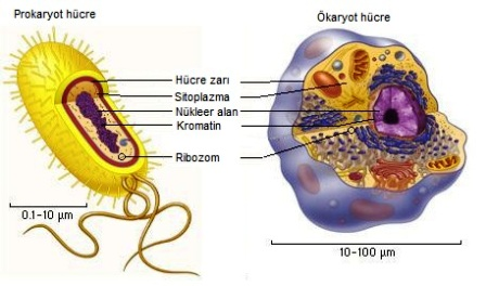 Ad:  hcre-organelleri-ve-grevleri-24.png
Gsterim: 2819
Boyut:  210.5 KB