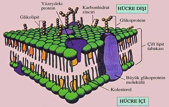 Ad:  zar.JPG
Gsterim: 5481
Boyut:  53.3 KB