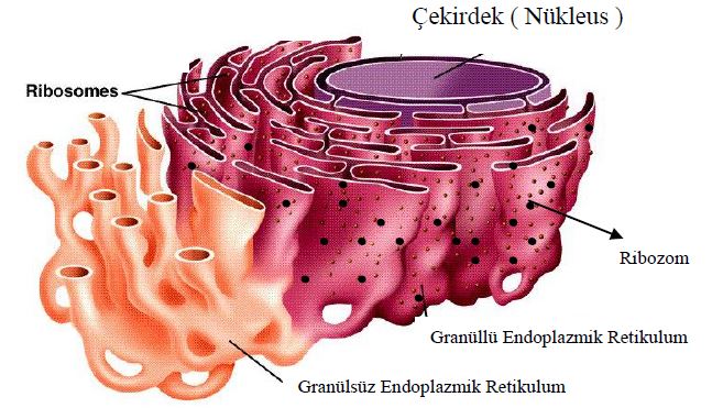 Al�nt�daki Ek 65362
