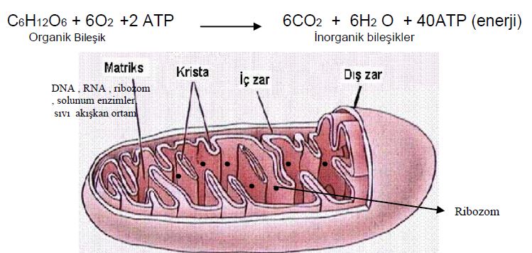 Ad:  h8.JPG
Gsterim: 2218
Boyut:  64.1 KB