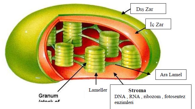 Ad:  h11.JPG
Gsterim: 2077
Boyut:  47.3 KB