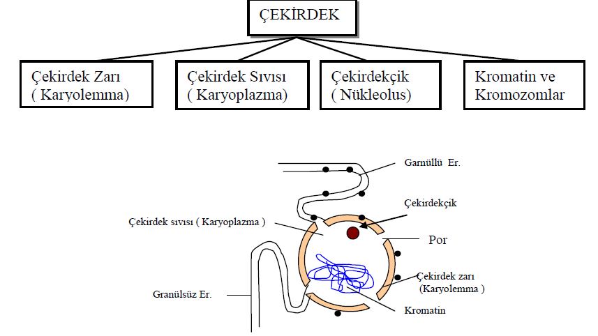 Ad:  h12.JPG
Gsterim: 1888
Boyut:  56.1 KB