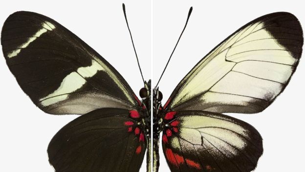 Ad: _97864524_16481365-1.jpg
Gösterim: 276
Boyut: 34.0 KB