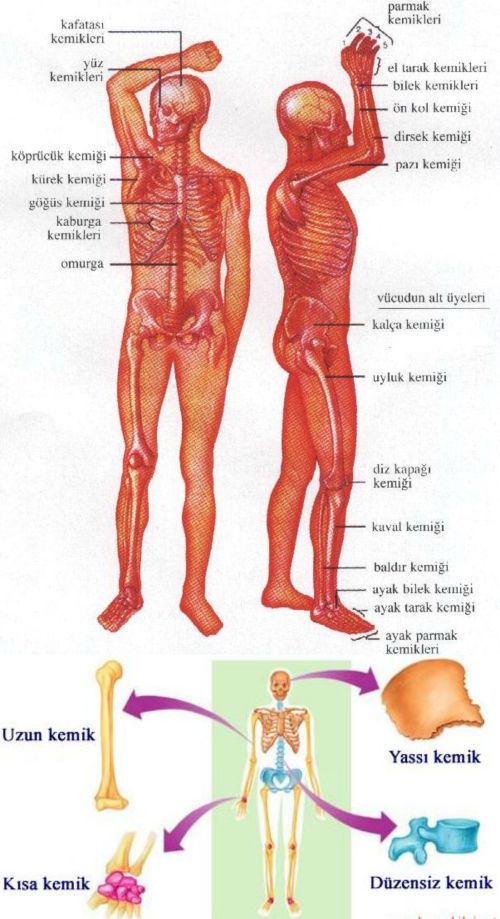 Ad:  kemik11.jpg
Gsterim: 1460
Boyut:  77.1 KB
