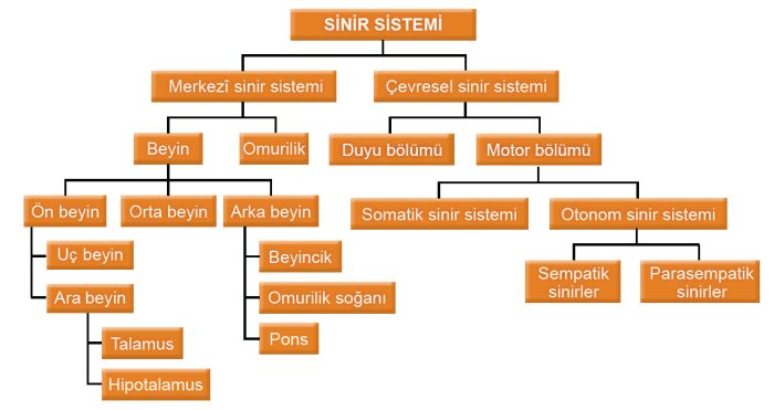 Ad:  sinirs.jpg
Gsterim: 7800
Boyut:  31.0 KB