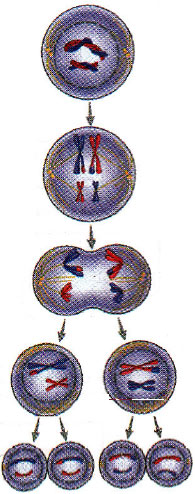 Ad: mayoz.jpg
Gösterim: 5022
Boyut: 36.3 KB