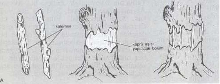 Ad:  alama1.JPG
Gsterim: 2213
Boyut:  39.3 KB