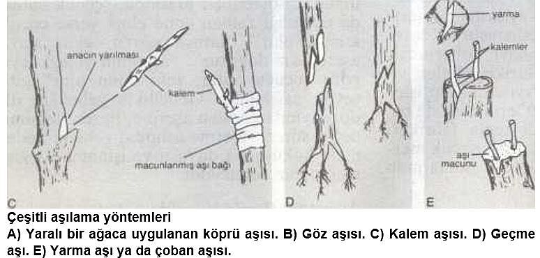 65632d1510352219 asilama nedir asilama yontemleri asilama3