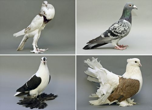 Ad: güvercin.JPG
Gösterim: 7719
Boyut: 45.9 KB Ad: güvercin.JPG
Gösterim: 7719
Boyut: 45.9 KB