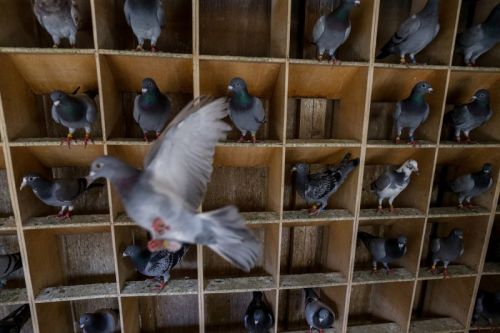 Ad:  Gvercin Yetitiricilii.jpg
Gsterim: 3639
Boyut:  32.1 KB