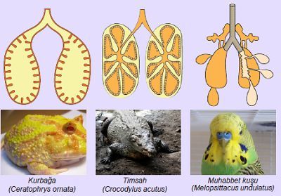 Ad:  Akcier solunumu yapan canllar1.JPG
Gsterim: 6598
Boyut:  29.5 KB