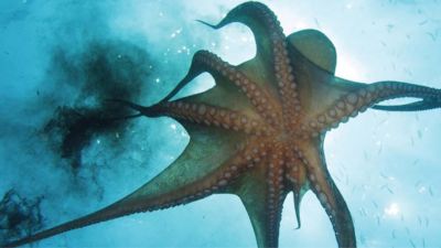 Ad:  ahtapot5.jpg
Gsterim: 3243
Boyut:  15.1 KB