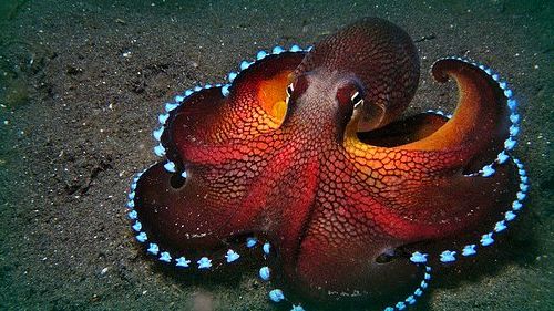 Ad:  ahtapot2.jpg
Gsterim: 2175
Boyut:  47.9 KB